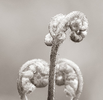 Bibliotheque Reginald Dawnson