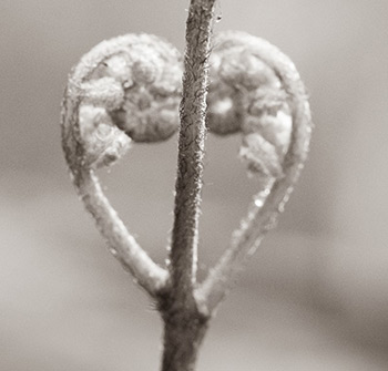 Bibliotheque Reginald Dawnson